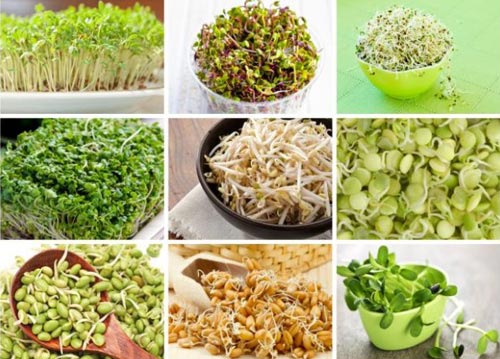 Польза пророщенных семян для организма человека Польза пророщенных семян для организма человека