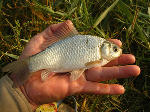Ловля карася весной на удочку в притоке канала с мутной водой Ловля карася весной на удочку в притоке канала с мутной водой